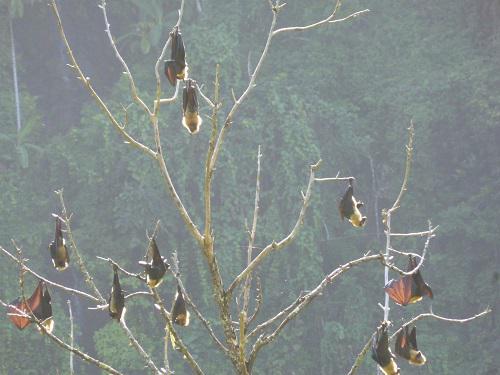 P.seychellensis comorensis. © Thani.