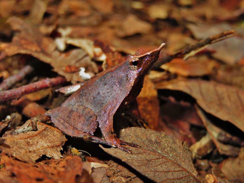 A Darwin's frog from Contulmo.
