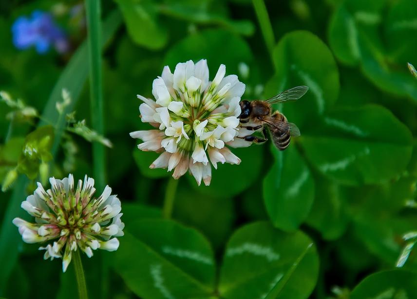 Clover polination.