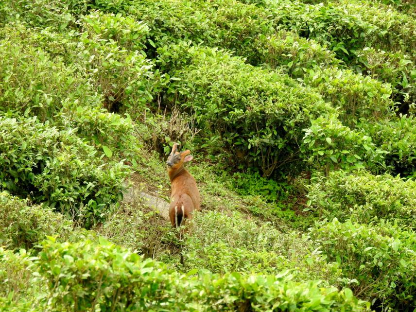 A barking deer (Muntiacus muntjak) inside a tea estate.