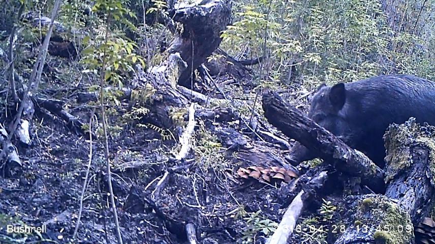 Wild boar.