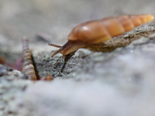 Glandinella poeyana.