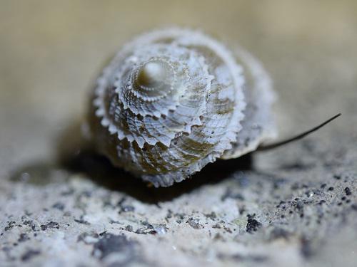 Priotrochatella stellata.
