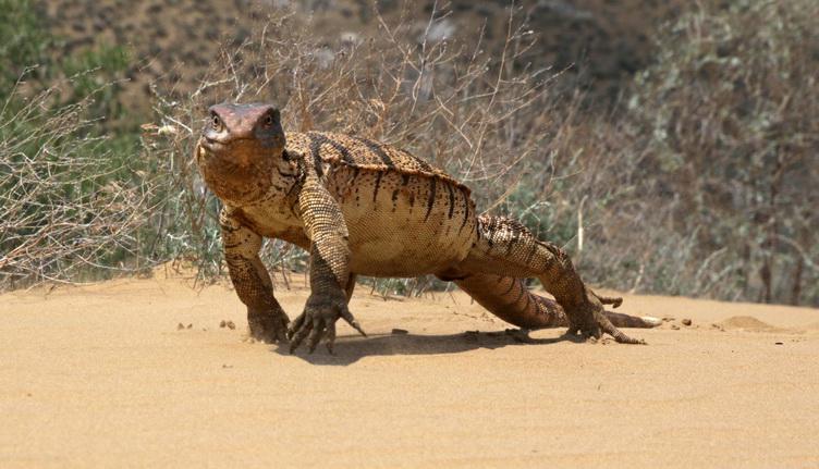 19111-2 Varanus griseus.jpg