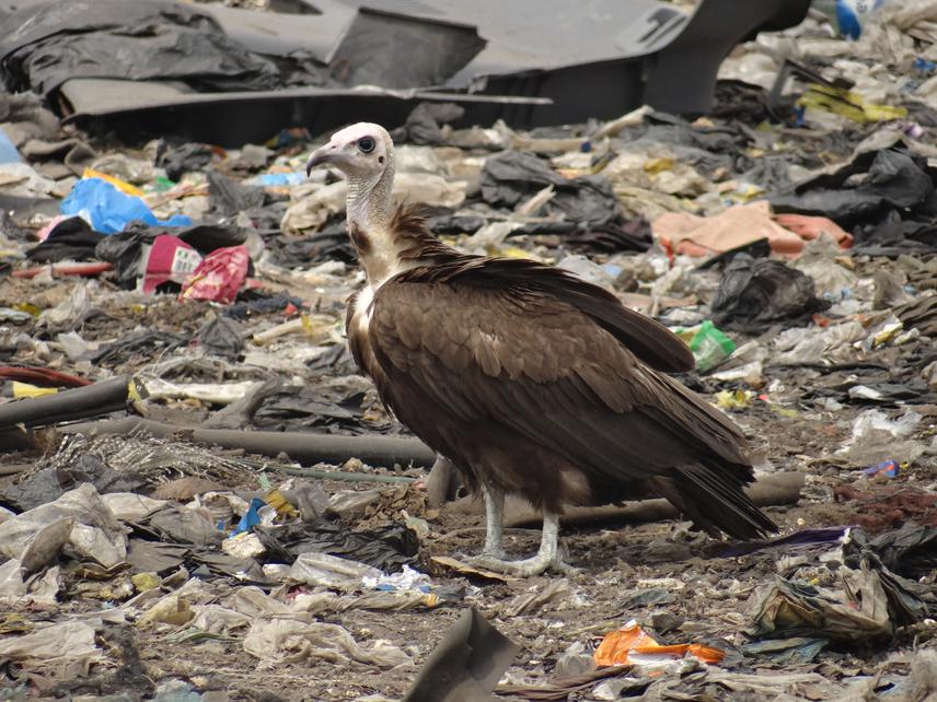 Hooded vulture.