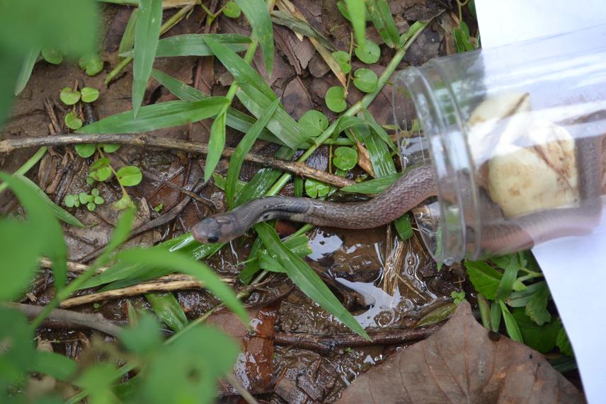 Rescued Naja naja released and going to their natural habitat