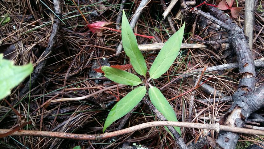 Juvenile Paris plant.