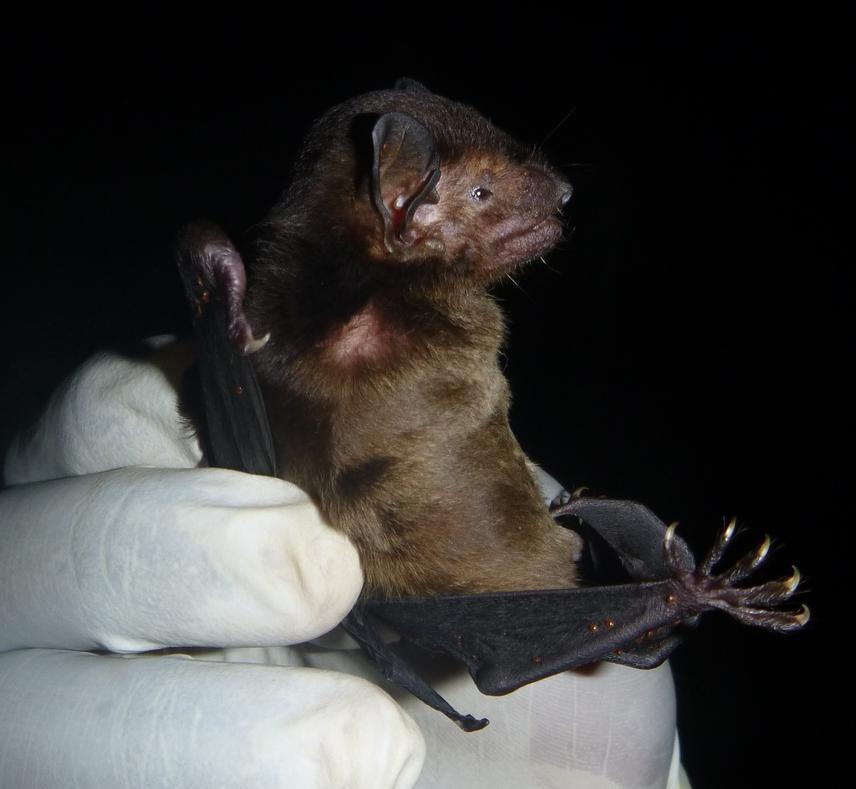 Scotophilus nucella.