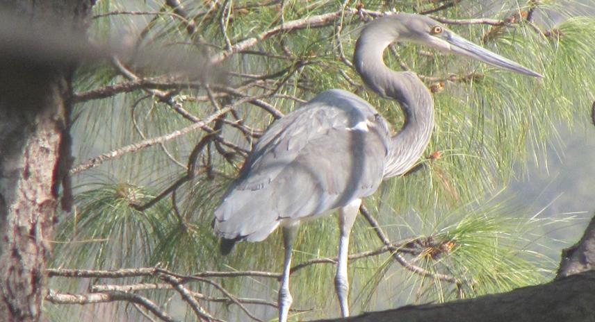 White-Bellied Heron.