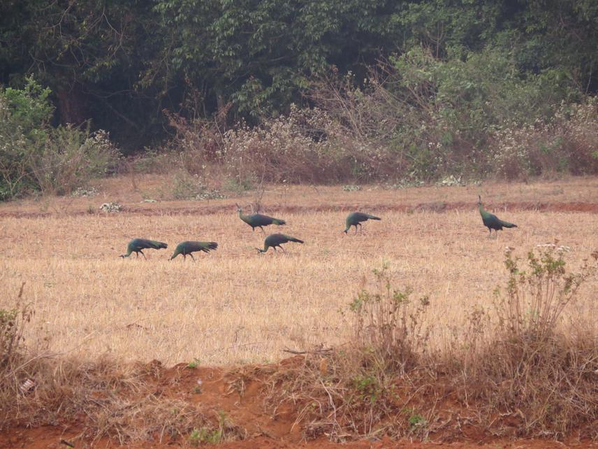 Green Peafowl Females.