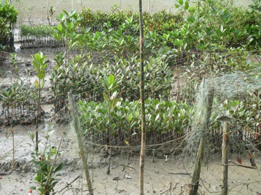 Saplings ready for transfer..