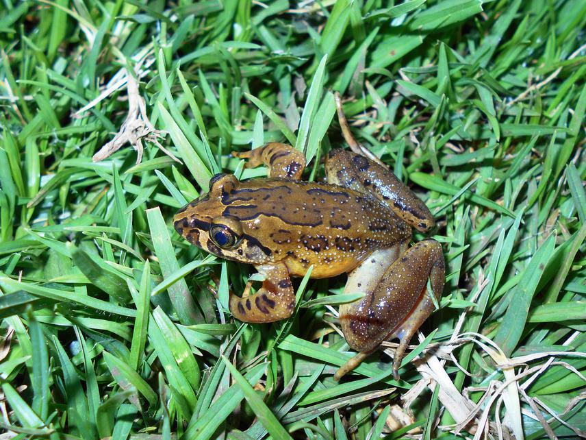 Astylosternus cf. ranoides.