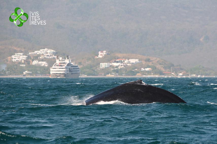 Humpback whale in front of San Juan del Sur