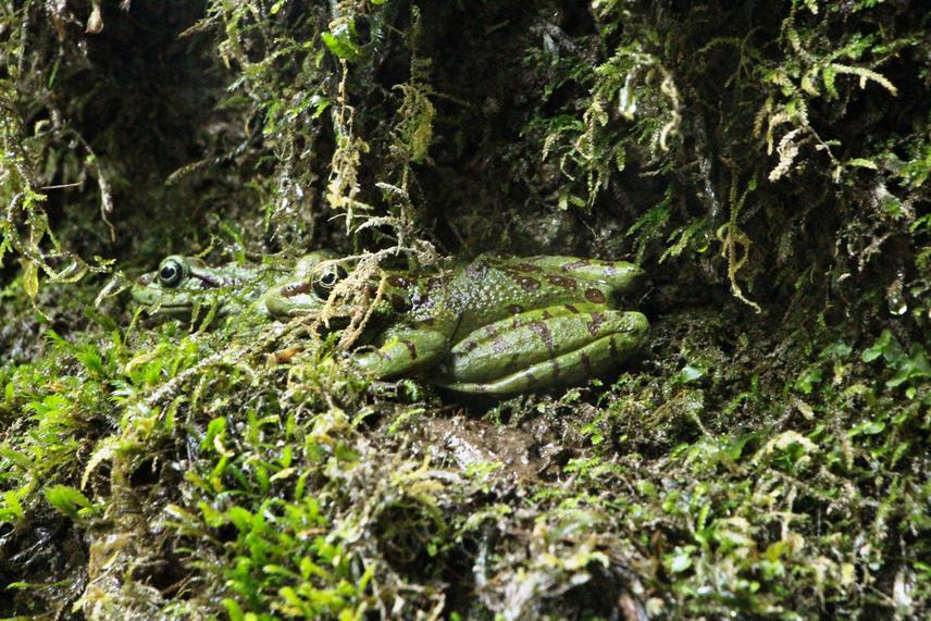 A. formosus in pairs.