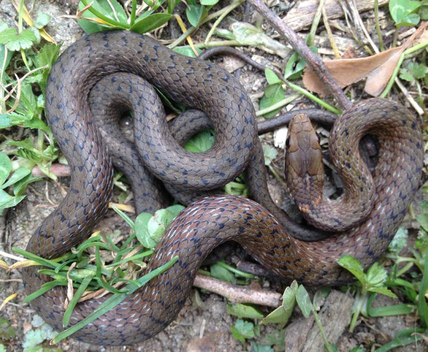 Amphiesma platyceps.