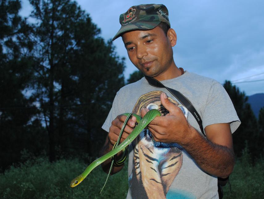 Bal with Ptyas nigromarginata.