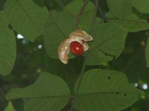 5Chisocheton capsule with last remaining seed.