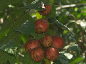 Chisocheton seeds.