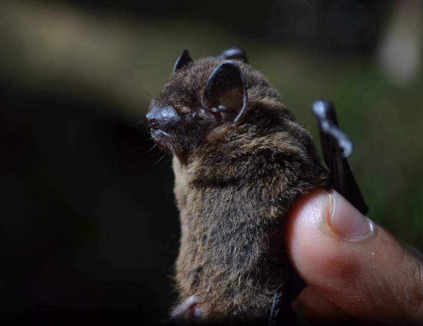 Pipistrellus tenuis.
