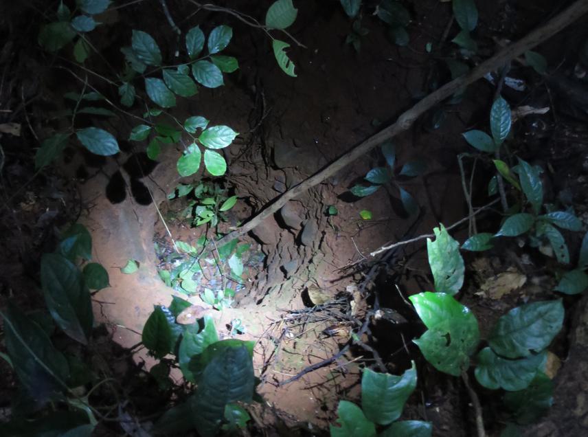 Mine pit at Sui River Forest death trap to endangered frogs.