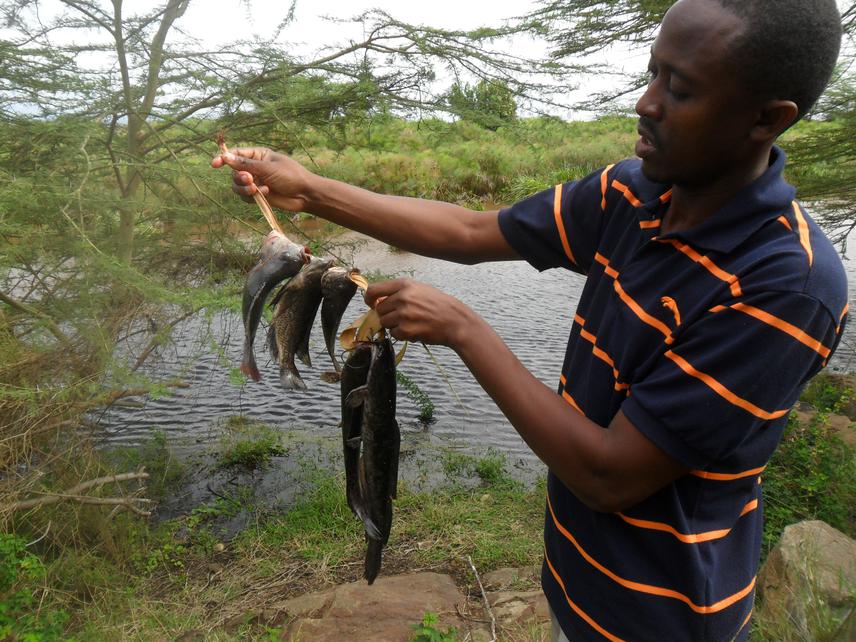 A catch of critically endangered Lake Jipe Tilapia (with Clarias gariepinus) caught from Lake Jipe River mouth in the preliminary assessment of the species breeding grounds in 2015