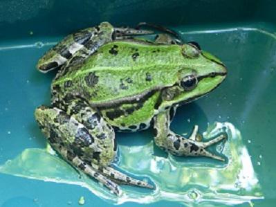 Pelophylax sp.