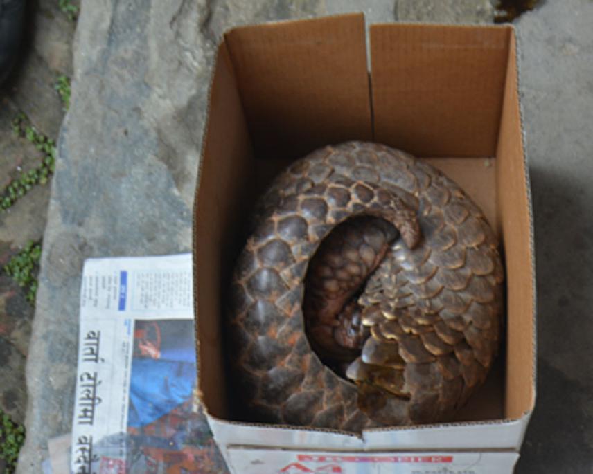 Live Pangolin seized at Bhaltapur.