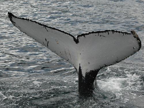 Fluke.