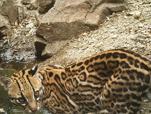 Ocelot.