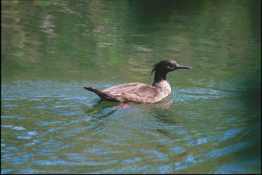 Brazilian Merganser (Mergus octosetaceus).