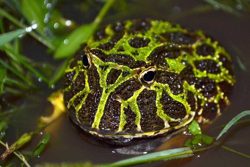 Ceratophrys ornata.