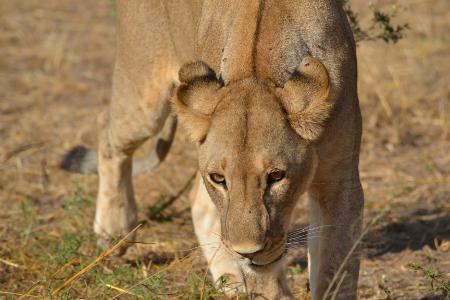 Lioness.
