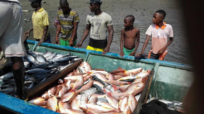 An abundant catch with purse sein net.