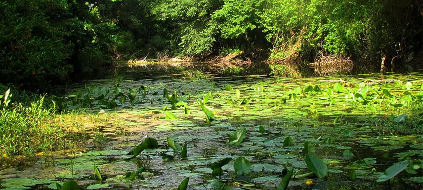 Emys habitat.