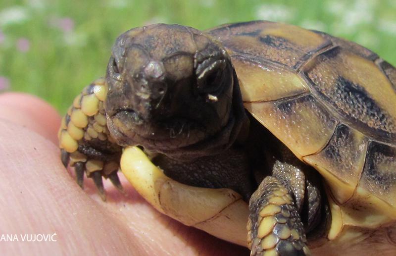 Testudo hermanni juvenile.