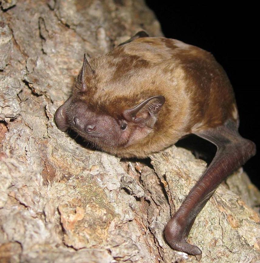 Nyctalus noctula.