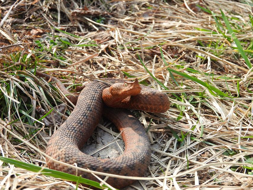 Female nose horned viper in her habitat.