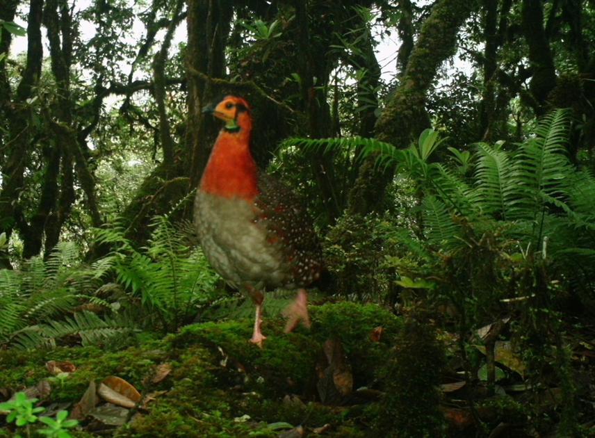 Male Blyth's tragopan. ©NTS, 2014.