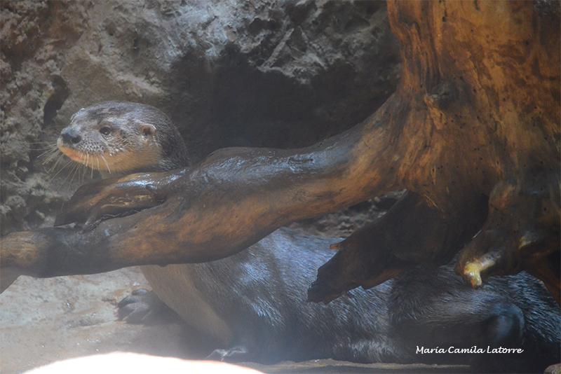Neotropical otter.