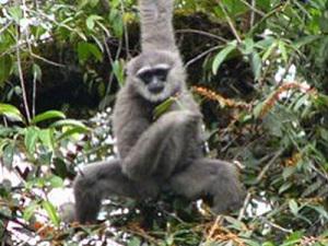 196.07.04Gibbon.jpg