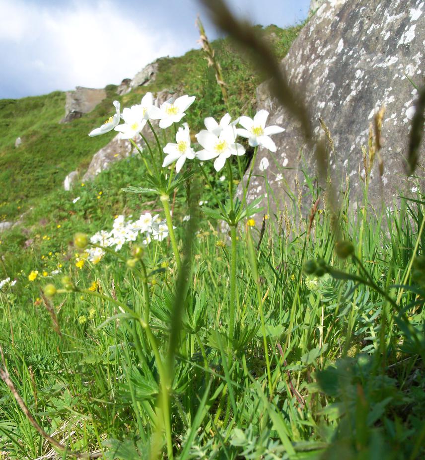 Anemone narcissiflora.