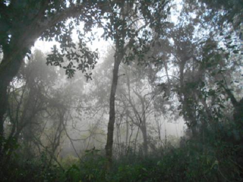 Montane forest.