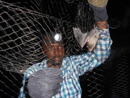 Extracting a bat from a mistnet.