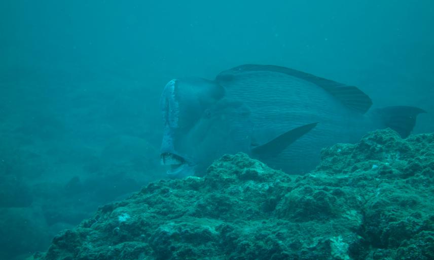 An adult sighted at South Andaman dive site, Chidiatapu.