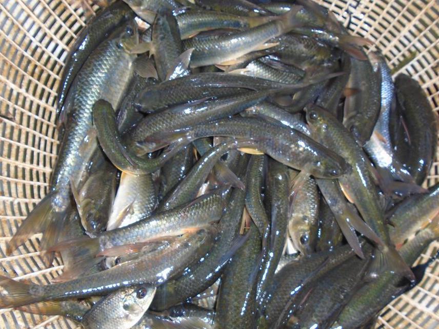 Fingerlings from one of the sites during monitoring.