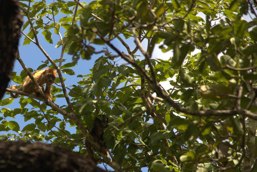 Female and male infants of Alouatta ululata.