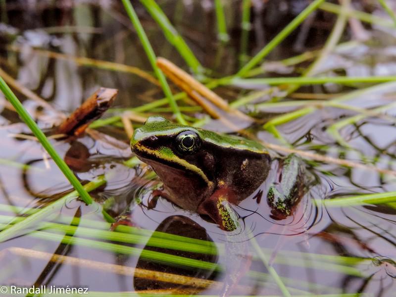 Lithobates vibicarius juvenile.