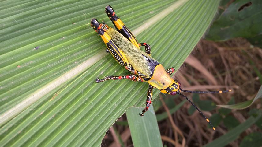 Zonocerus variegatus from Zamakoe.