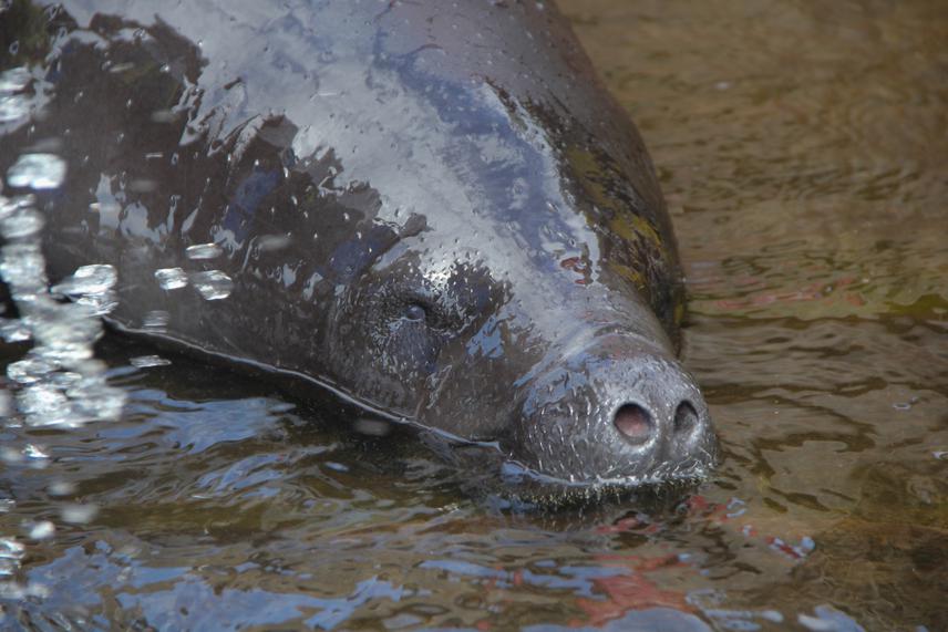 Amazonian manatee. © Amanda Lelis.