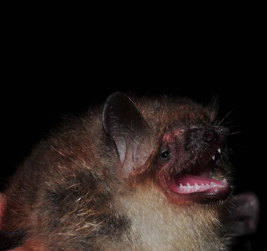 19715-B Bat.png